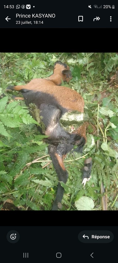 RD Congo : 27 chèvres ont été dévorées dans la localité Mugheri en groupement de Mwenye | RFE1-NEWS