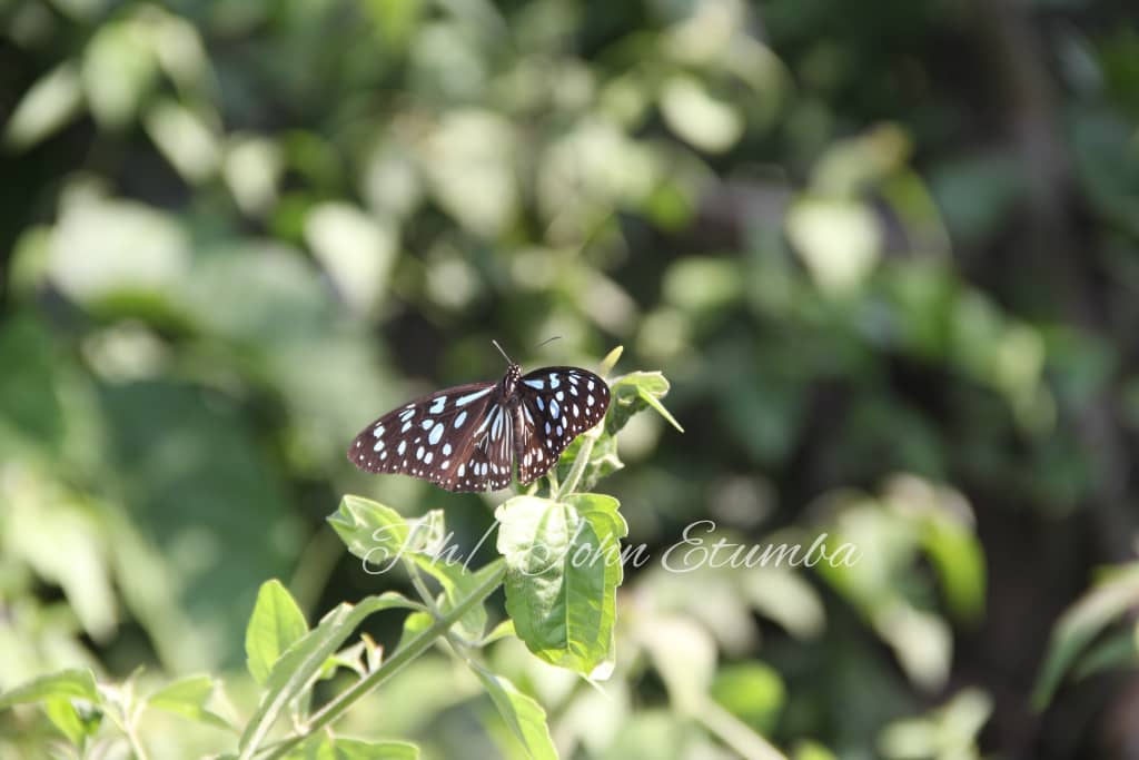 Photo Credit : John Etumba