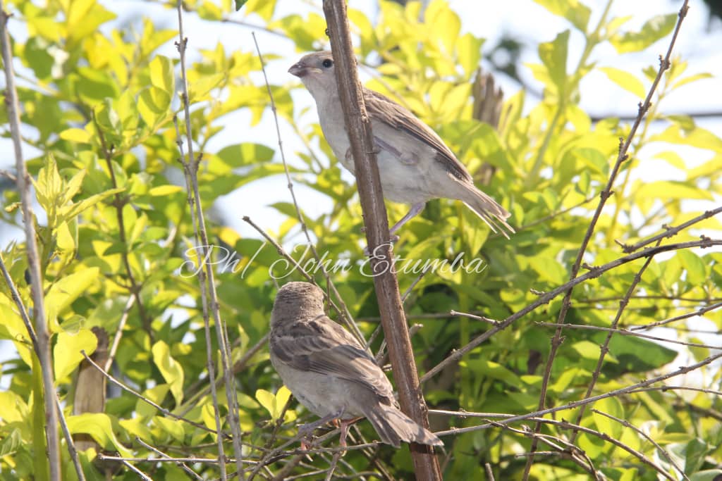 Photo credit by : John Etumba