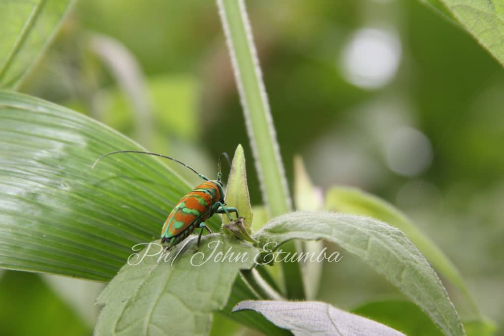 Photo credit by : John Etumba